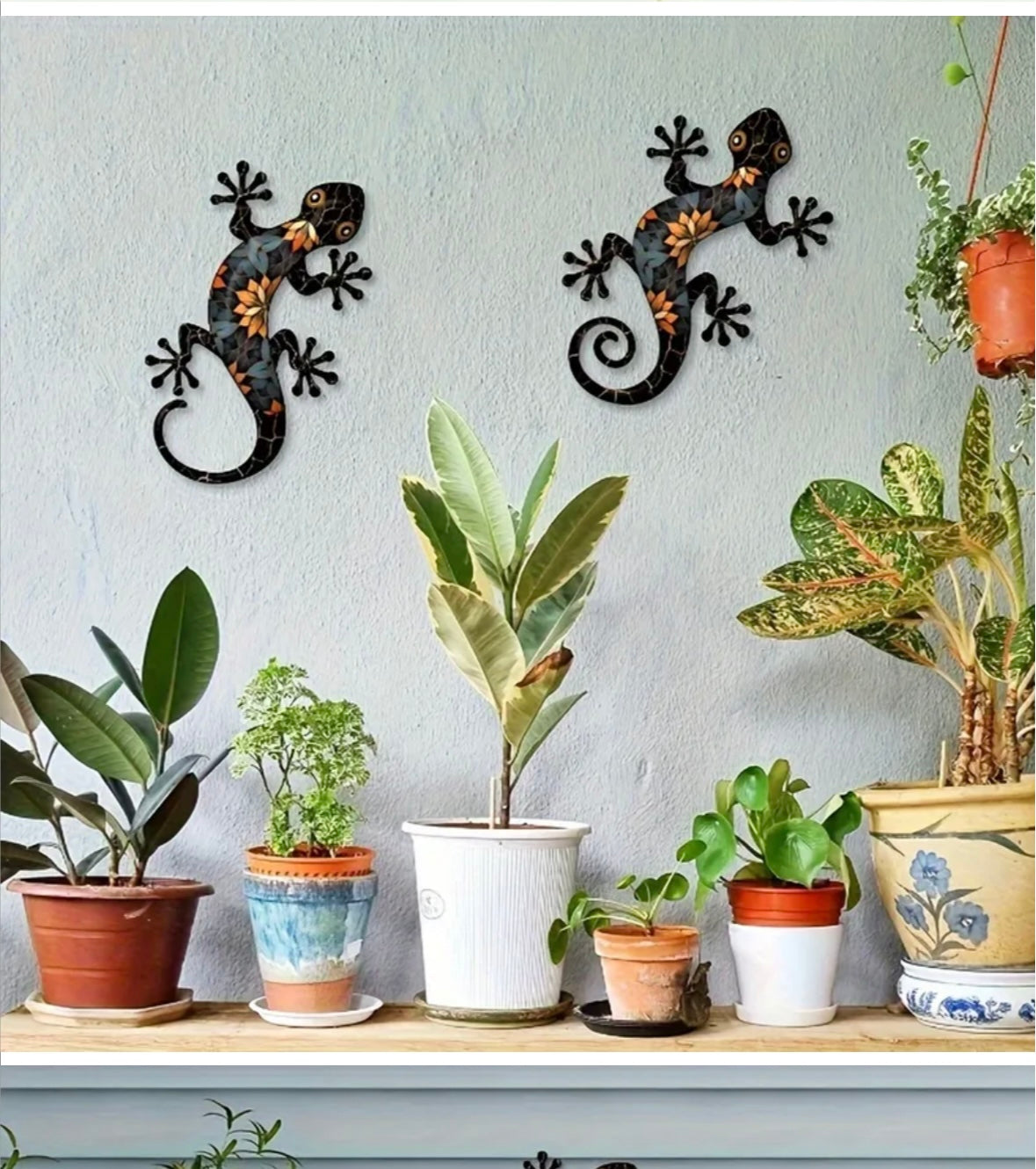 Wall Gecko