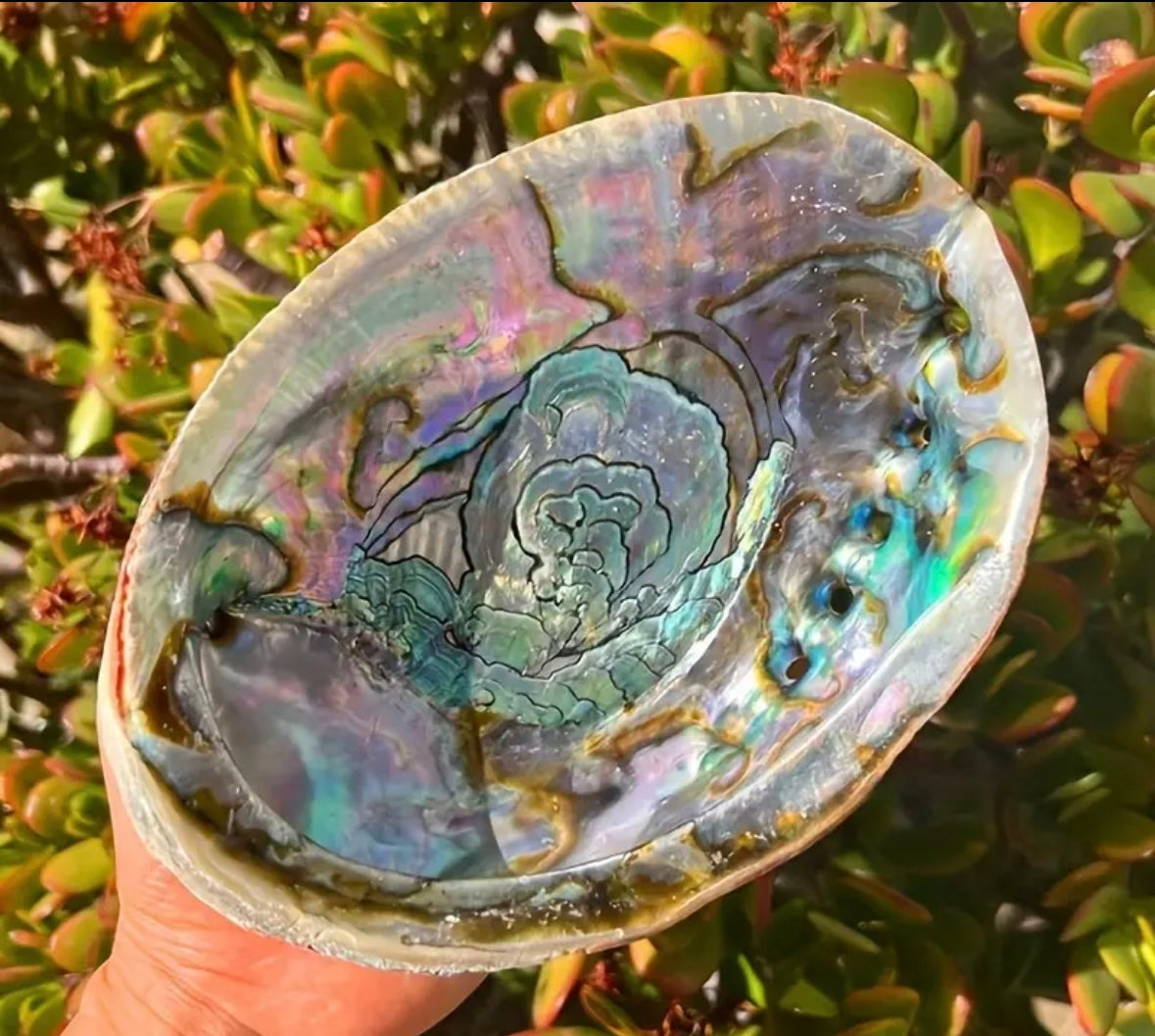 Abalone Shell